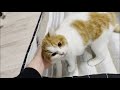 スノボから帰ると猛烈に甘えてくる猫が可愛すぎる