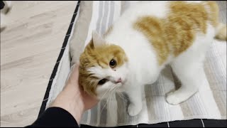 スノボから帰ると猛烈に甘えてくる猫が可愛すぎる