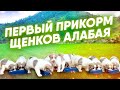 Щенки алабая кушают творожок | Первый прикорм щенков алабая