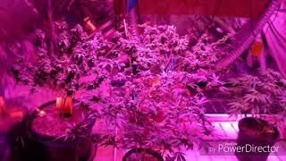 Flower room update🌱🌱