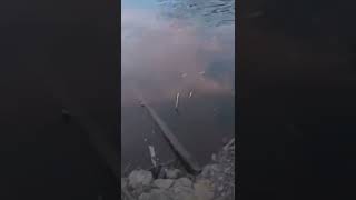 Video Viral Detik-detik Seorang Pria Diterkam Buaya #shorts #buaya