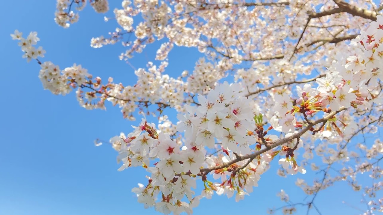 Cherry Blossom free stock footage - stock footage - stock video - royalty free background video hd