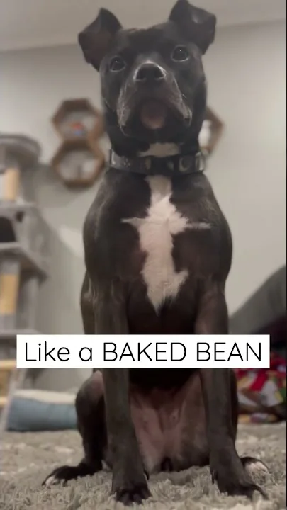 Watch the video about PUPPY SO TALL SHE LOOK LIKE A GIRAFFE #funny #mainecoon #catlover #tiktok #shorts