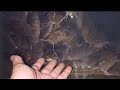 ត្រីអណ្ដែង ដាក់បាយឲពេលយប់
