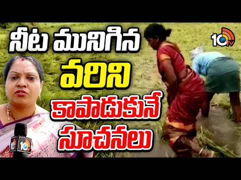 నీట మునిగిన వరిని కాపాడుకునే సూచనలు | How to save submerged paddy after flood | Matti Manishi | 10TV