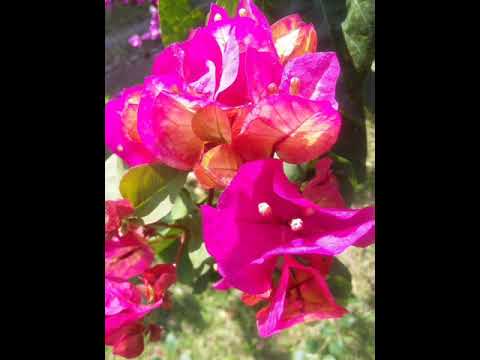 Video: Bunga Pelbagai