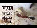 Шок! Harpegnathos saltator начали распаковывать коконы раньше времени!