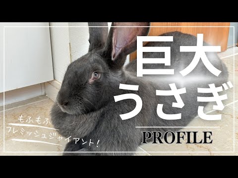 フレミッシュジャイアント寿命8〜10年！優しい巨人の飼い方完全ガイド