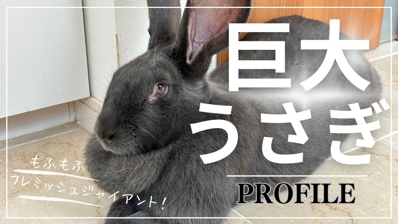 我が家の巨大うさぎ(フレミッシュジャイアント)を紹介します🐰💓 - YouTube