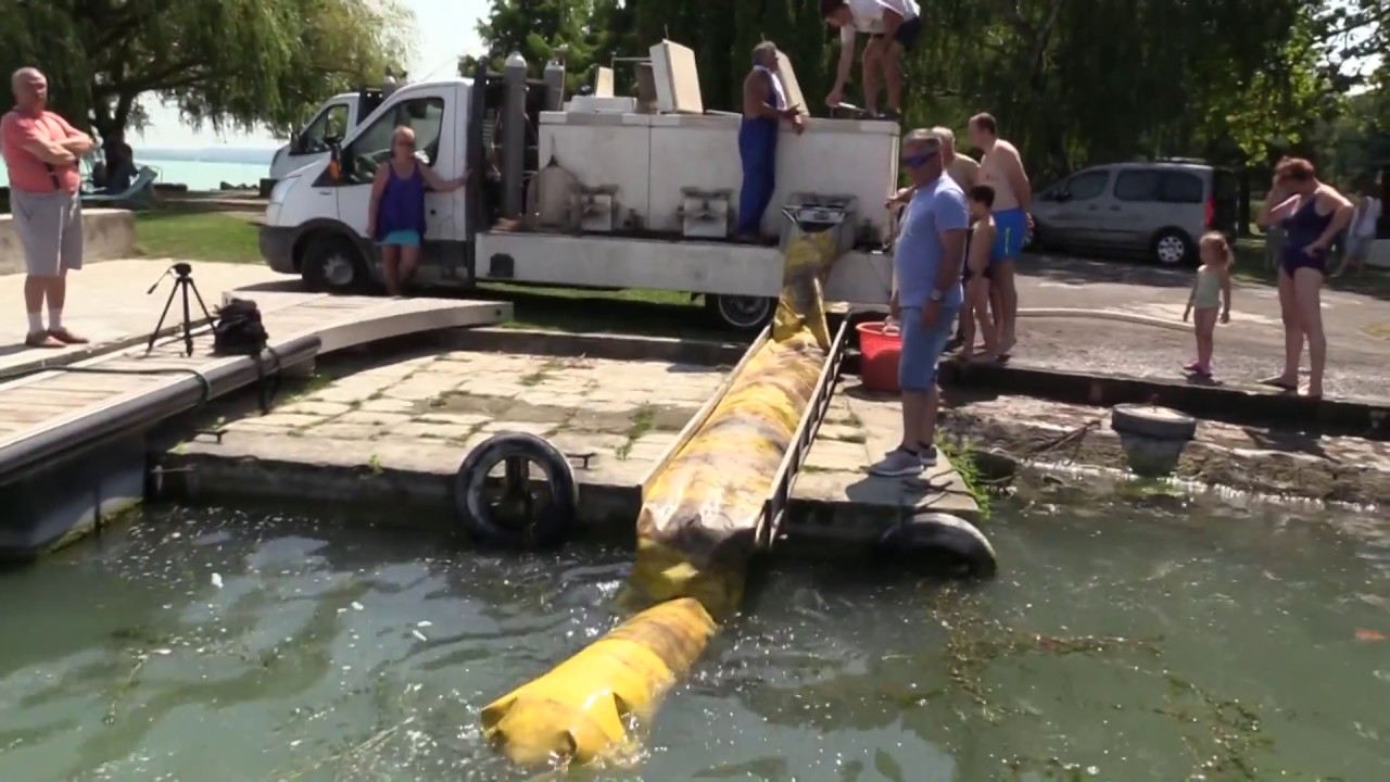 Kősüllő és balin telepítése a Balatonba