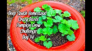 Deep South Homestead | Crazy Dazes Pumpkin Grow Challenge Day 14!