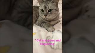 Why are you being so mean!? #cats #viral #shorts #trending #cuteanimals #wednesday #cat #mean #