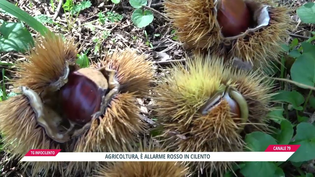 Castanicoltura in Cilento, è allarme rosso: l'insetto killer torna a colpire