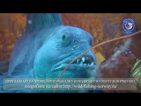 Норвегия. Подводный мир.