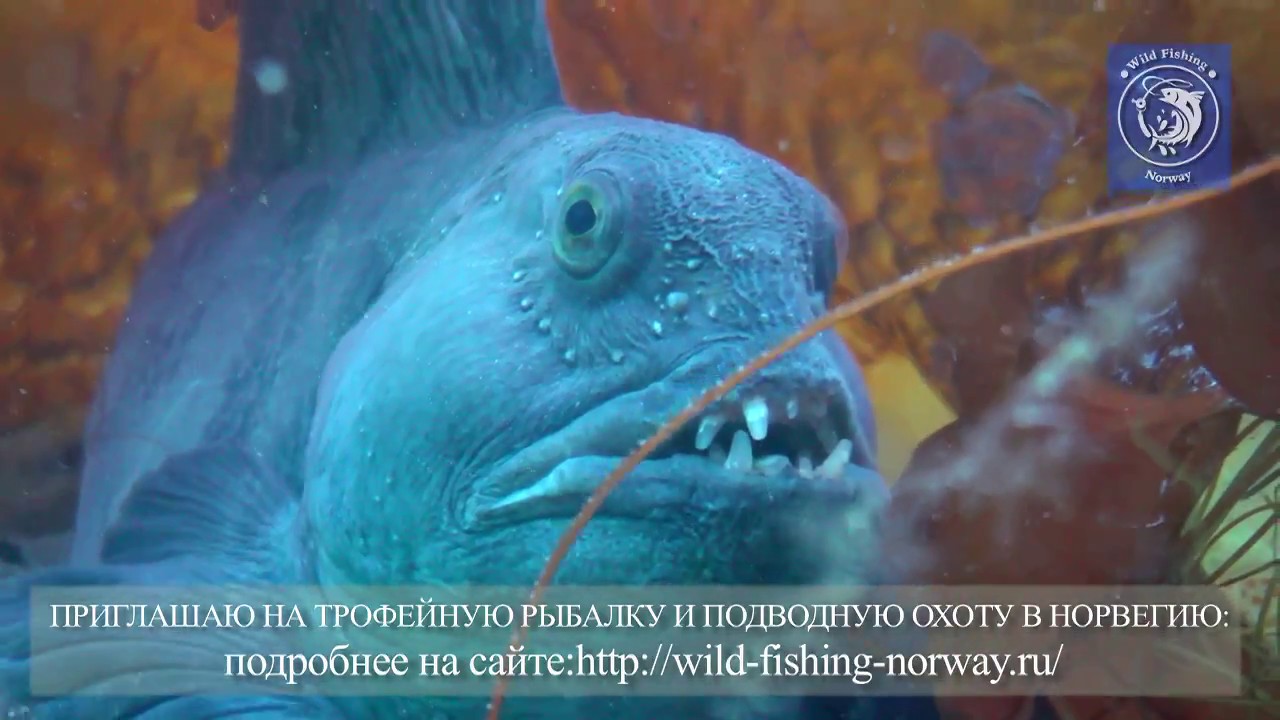 Норвегия. Подводный мир.