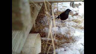 squirrel and blackbirds on ground by deck