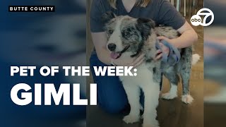Adopt Gimli, the purebred Border Collie recently surrendered