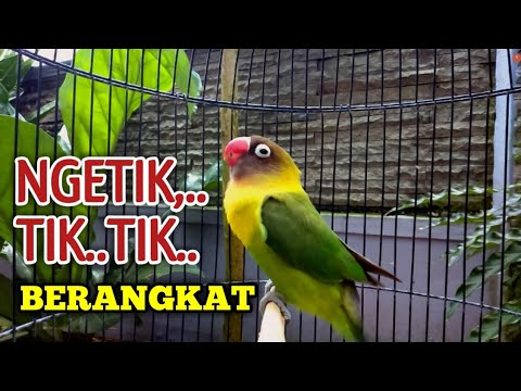 NGETIK TIK.. TIK.. BERANGKAT, Pancing Emosi LOVEBIRD Lawan Agar ikut Bunyi NGEKEK