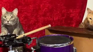 The Rock Cats Band Practice
