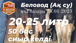 Екі-үш күнде арнайы түсірілім жасаймын осы 20-25 литр сүтті сиырларға Құдай қаласа. 🐄 📹 📸