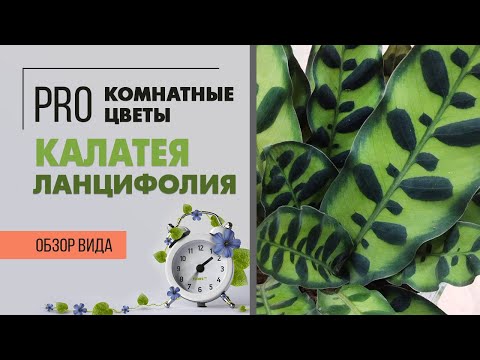 Калатея Ланцифолия - молитвенное растение | Обзор сорта из семейства марантовые