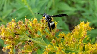 See What We Can See Shorts: Fourtoothed Mason Wasp