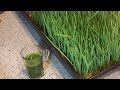 زراعة و عصر عشبة القمح ( wheat grass) ذات الفوائد المذهلة