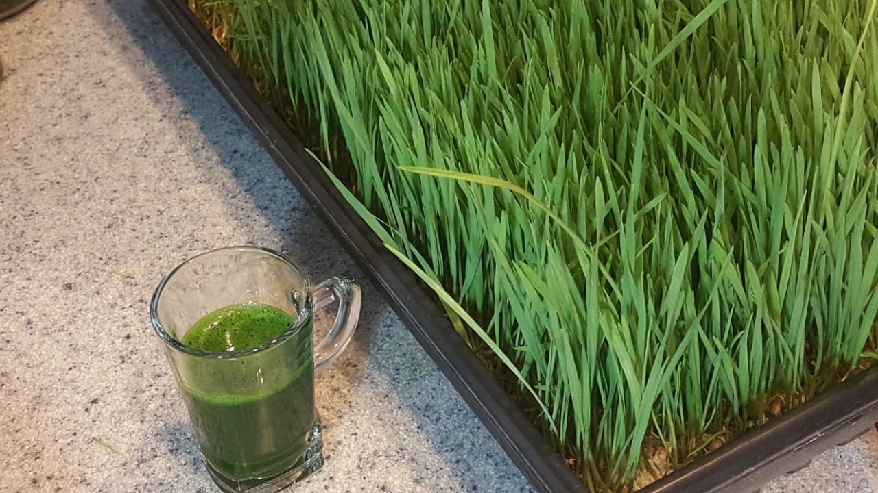 زراعة و عصر عشبة القمح ( wheat grass) ذات الفوائد المذهلة