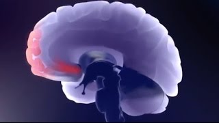 Causar venas el puede varicosas consumo drogas de
