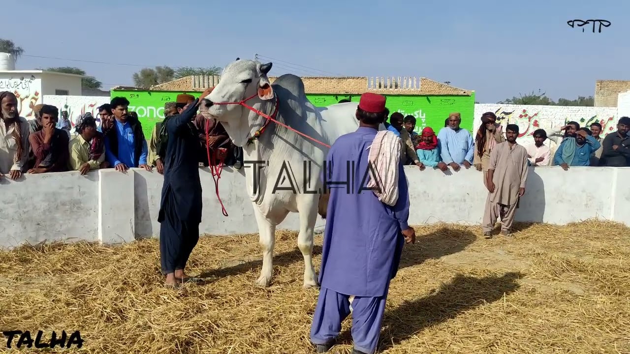 Sibi Mela 2022 |Bhagnari Bachra|4 Daant Winner