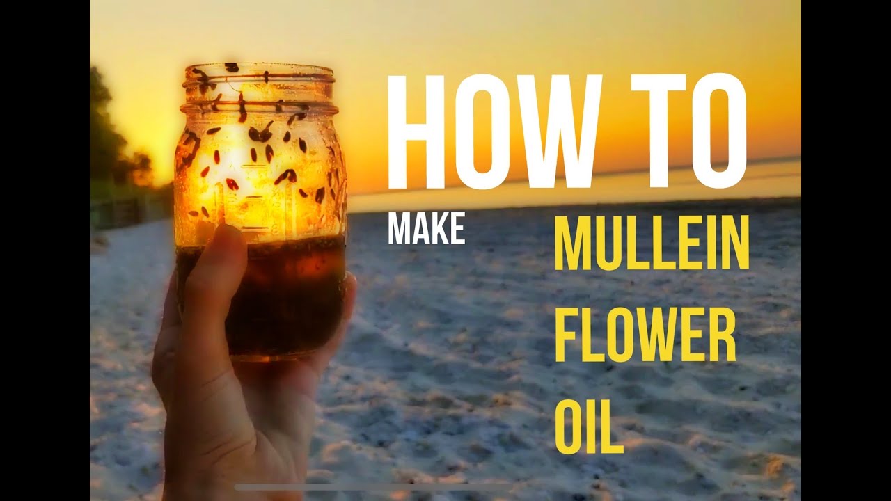 How To Make MULLEIN FLOWER OIL Verbascum Thapsus Long Island NY how-to-make-mullein-flower-oil-verbascum-thapsus-long-island-ny
