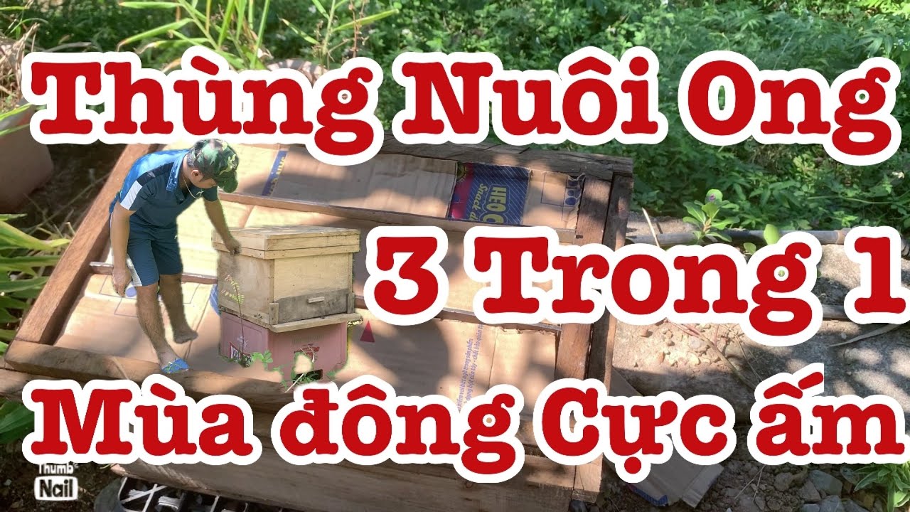 Hiệu quả 3 ong chúa nuôi trong một thùng | Việt Nuôi Ong