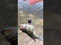 Whopper plopped bass part 2