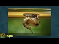 Mosquito Life Cycle and Disease Transmission Quiz