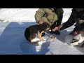 Puppy Rescue, Kyrgyzstan.