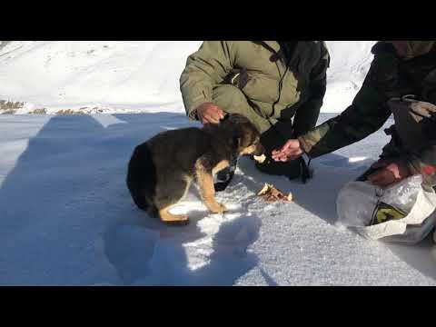 Puppy Rescue, Kyrgyzstan.