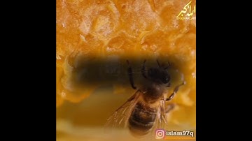سورة النحل 68 - 69