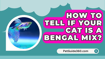 How To Tell If Your Cat Is A Bengal Mix? - PetGuide360.com