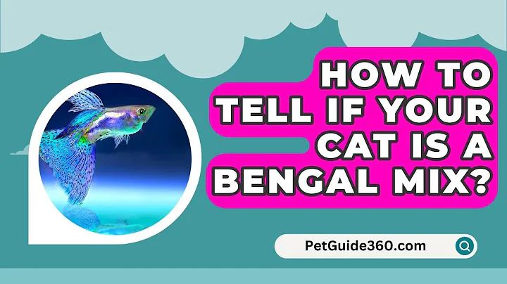 Watch the video about How To Tell If Your Cat Is A Bengal Mix? - PetGuide360.com