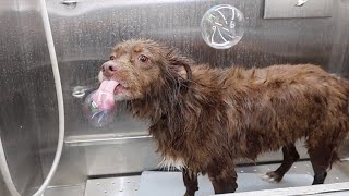 Rescued The Day He Was Going To Be Euthanized | Nova Scotia Duck Tolling Retriever Mix Gets Groomed