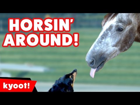 the-funniest-horse-&-pony-videos-of-2016-weekly-compilation-|-kyoot-animals