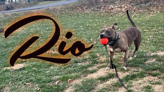 American Bully Rio From Anxious and Aggressive to Confident and Trustworthy!