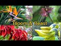 Bloom And Beast: Nature