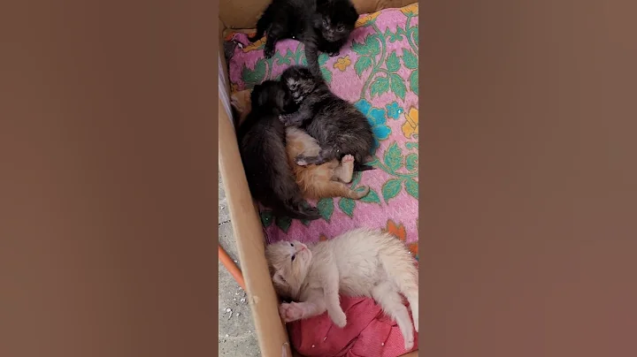 Video 8619971: cats cutecats kitty catlover, cats catlover kitty cute, catlover funny kitty cutecat, catlover kitty cute love