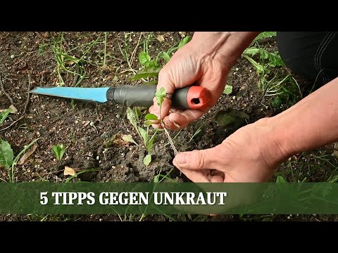 Video: Aggressive Gartenpflanzen – Umgang mit invasiven Unkräutern im Garten