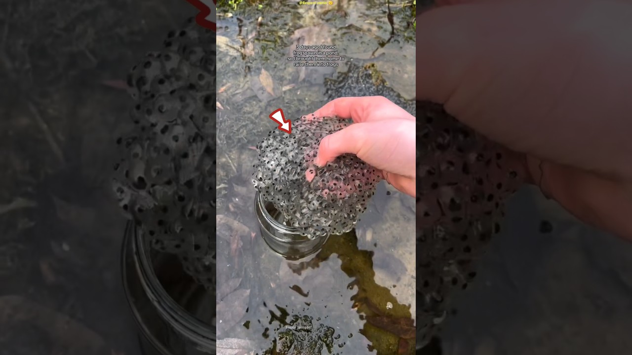 He Thought They Were Bubbles… But They Were Frog Eggs! 😱🐸 #shots #facts