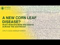 A New Corn Leaf Disease? What Researchers Are Seeing Across the Southeast