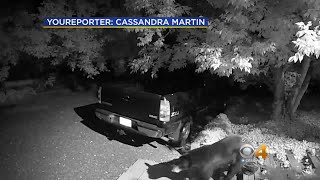 Surveillance Camera Catches Bear Wandering Metro Area Neighborhood