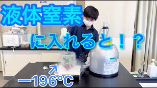 【化学実験】色んなものを液体窒素に入れてみた！