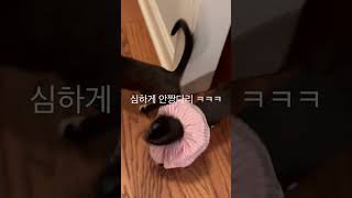 원래 고양이는 안짱다리 인가요ㅋㅋㅋㅋㅋ #냥줍 #고양이